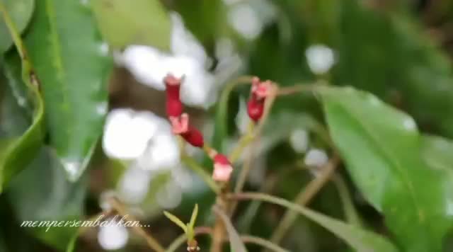 Hidup-Dari-Cengkeh-Kelud